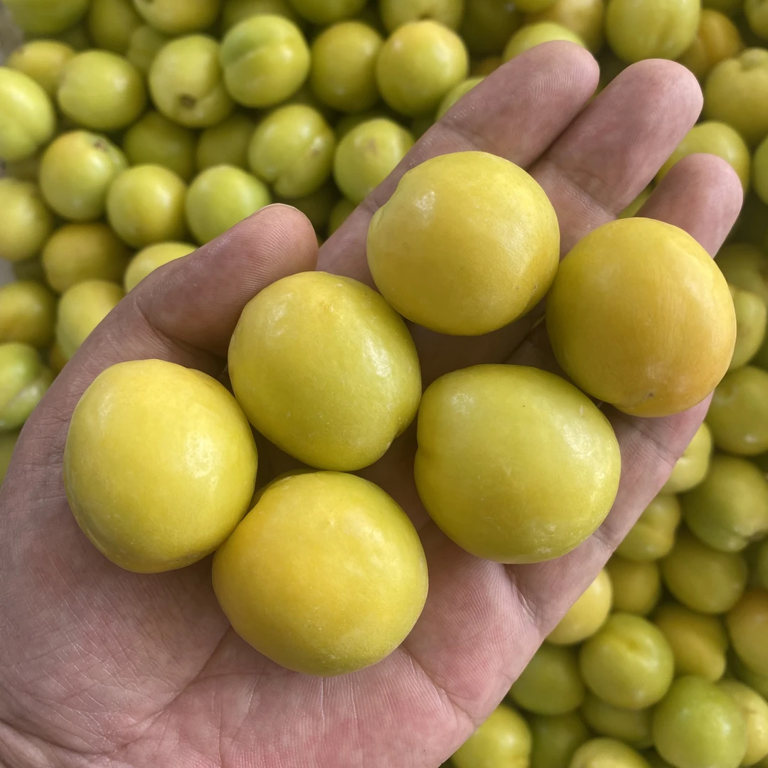 【顺丰空运 放软后食用】新疆轮台小白杏 净重3斤