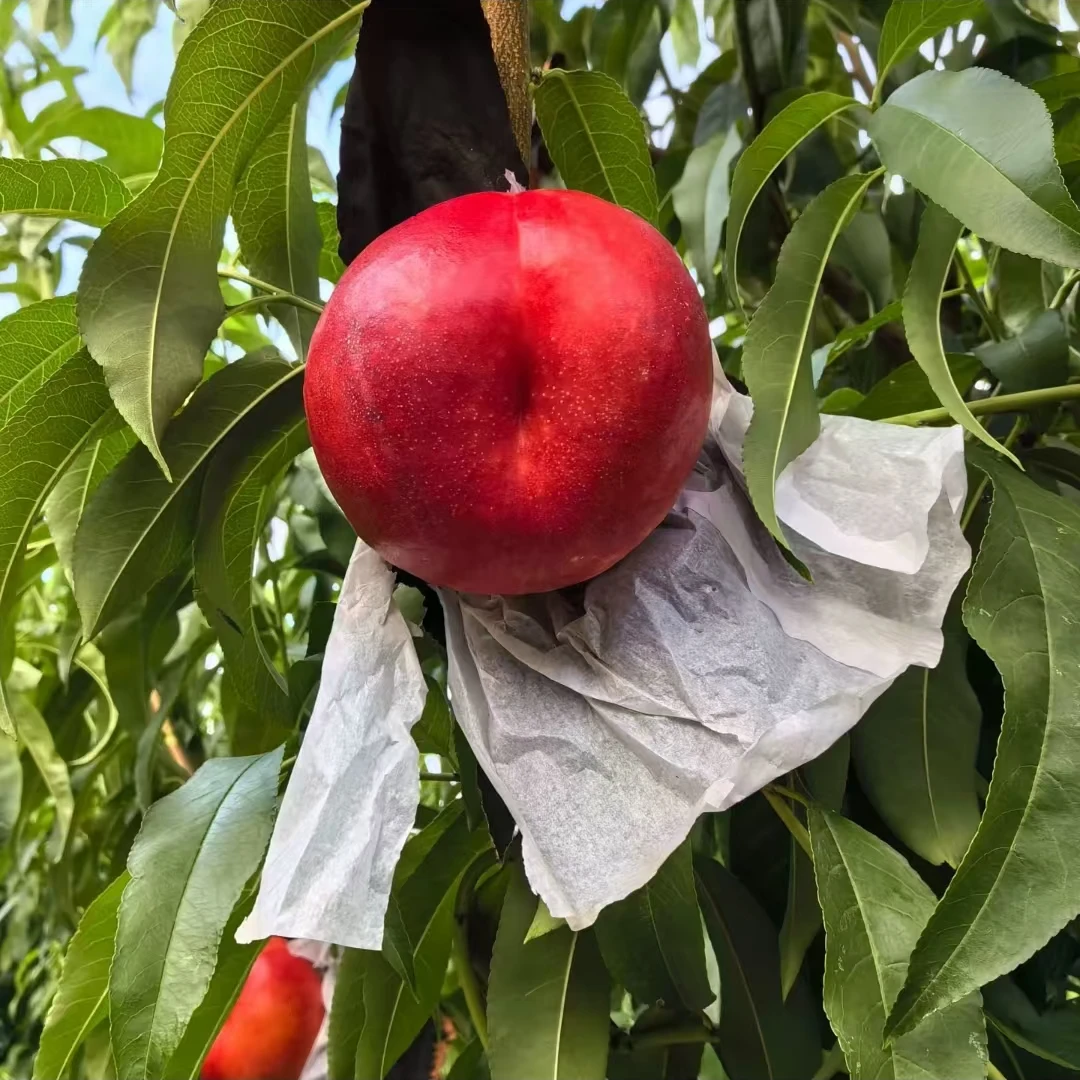 天外之星一年生种子