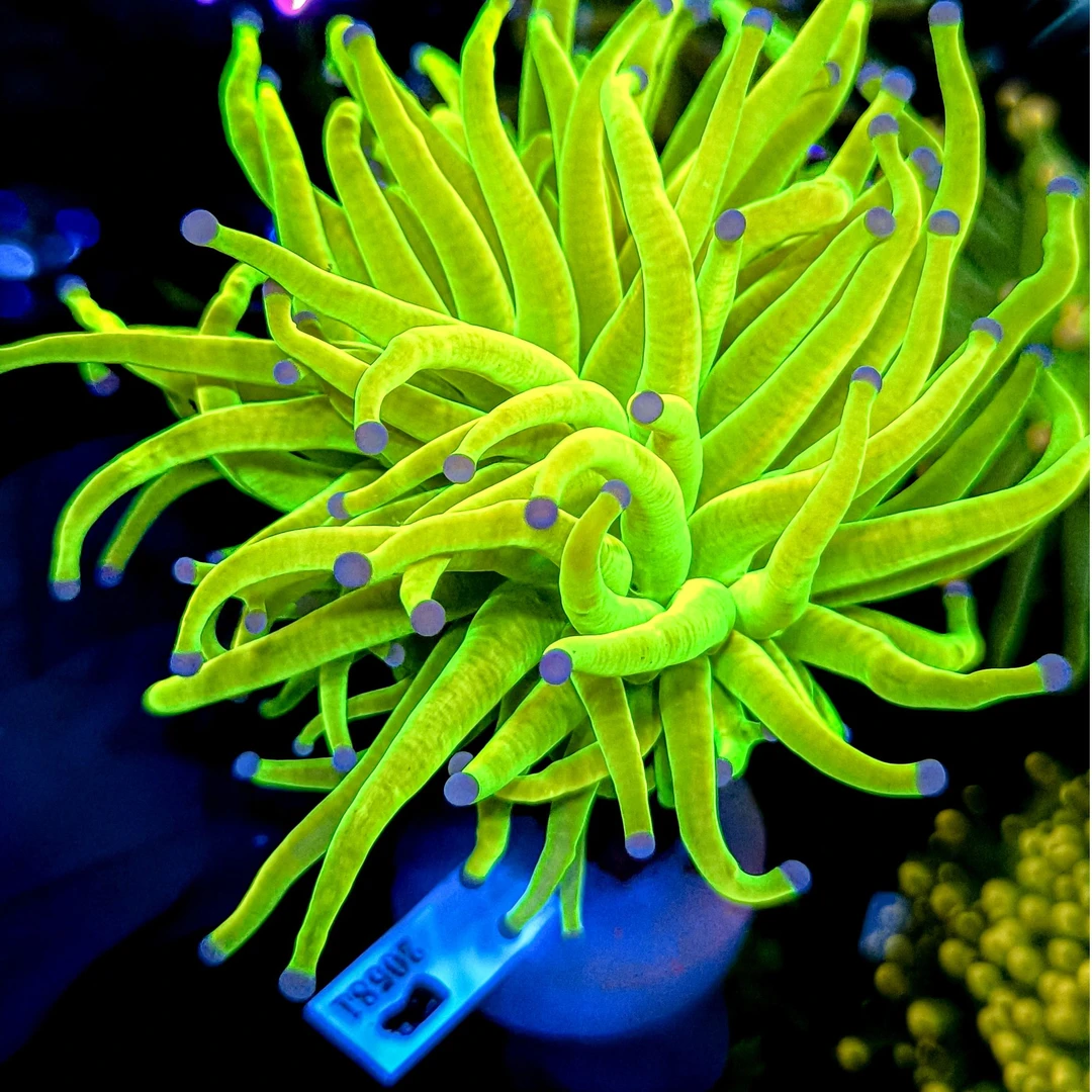 海水鱼  观赏 水草 20581
