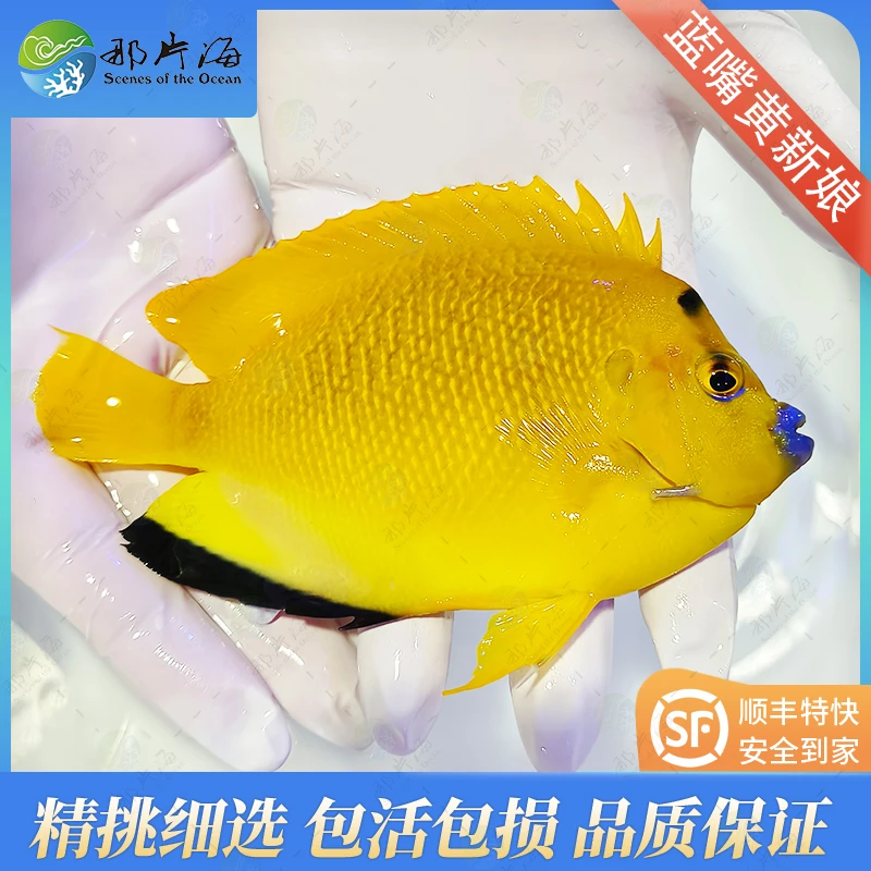 蓝嘴黄新娘观赏鱼海水鱼（售后  拍开箱视频）