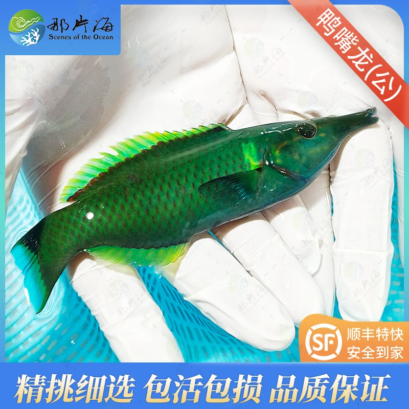 鸭嘴龙  海水鱼  观赏鱼