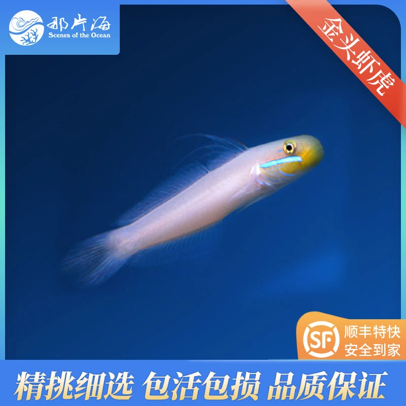 金头虾虎 海水鱼  观赏鱼（售后需开箱视频）