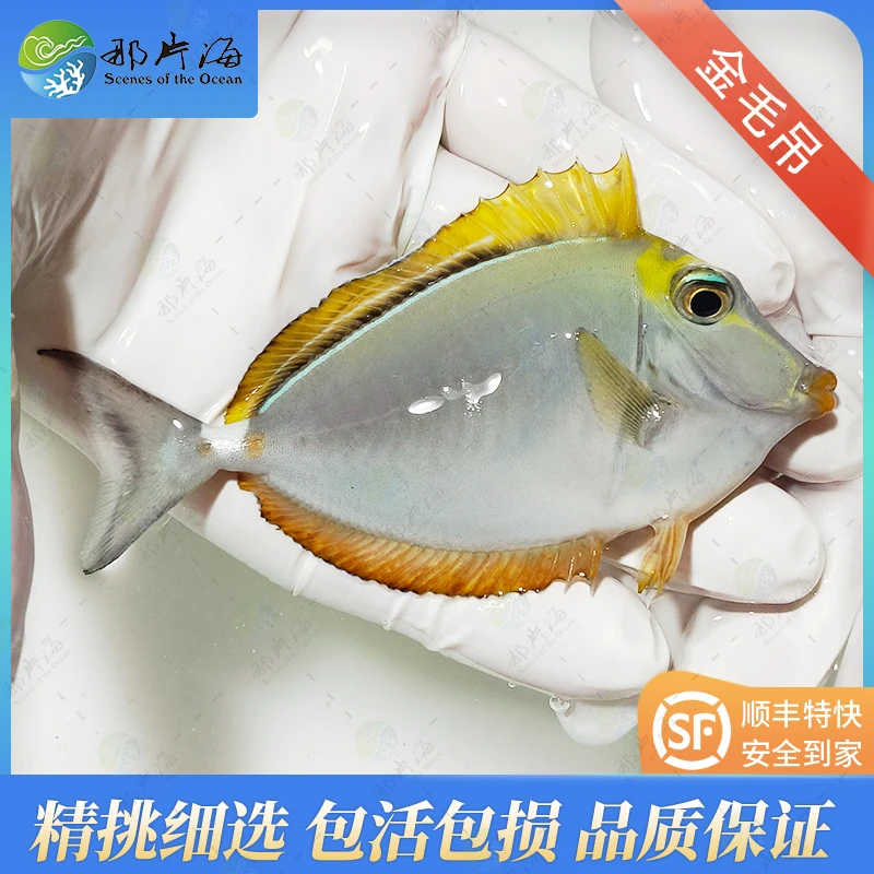 金毛吊吊类 海水鱼 观赏鱼 （售后  拍摄开箱视频）