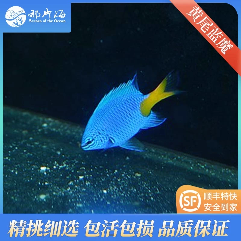 黄尾蓝魔4条海水鱼观赏（售后　拍开箱视频）