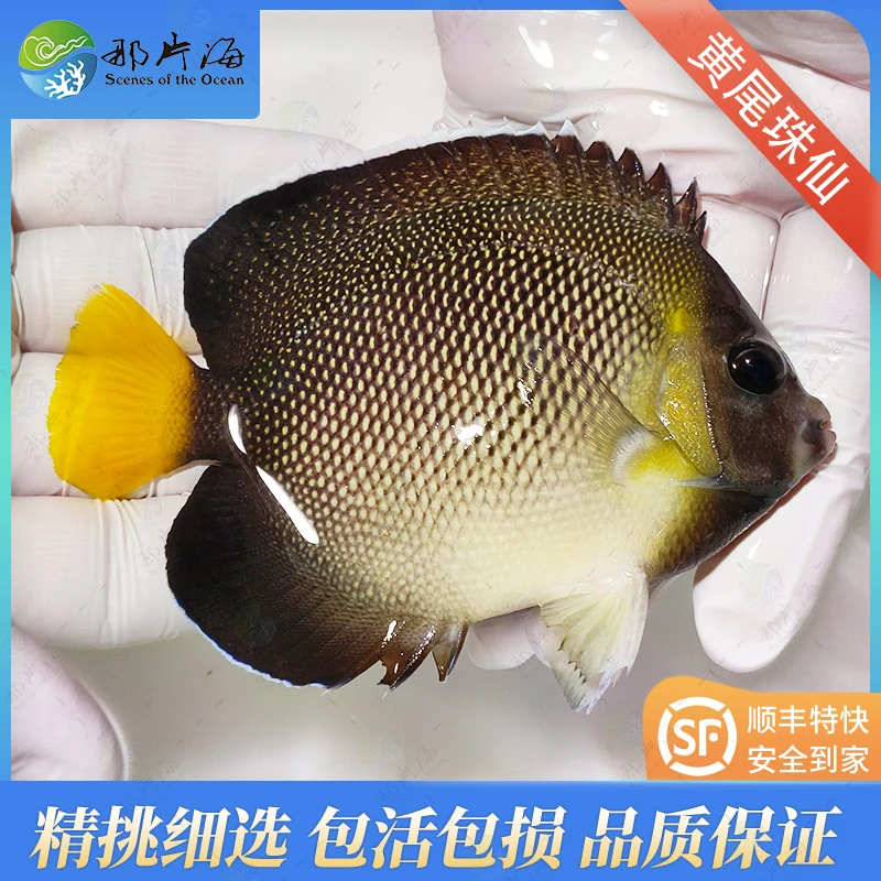 黄尾仙 黄尾珠仙 海水鱼观赏鱼（售后  拍开箱视频）