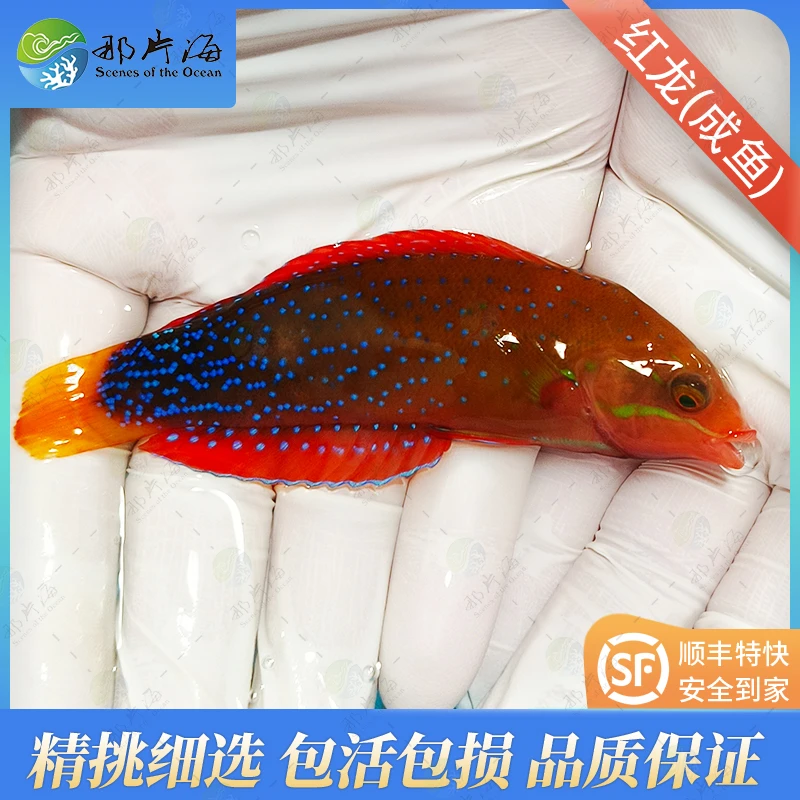 红龙幼鱼 海水鱼 观赏鱼 （售后需开箱视频）