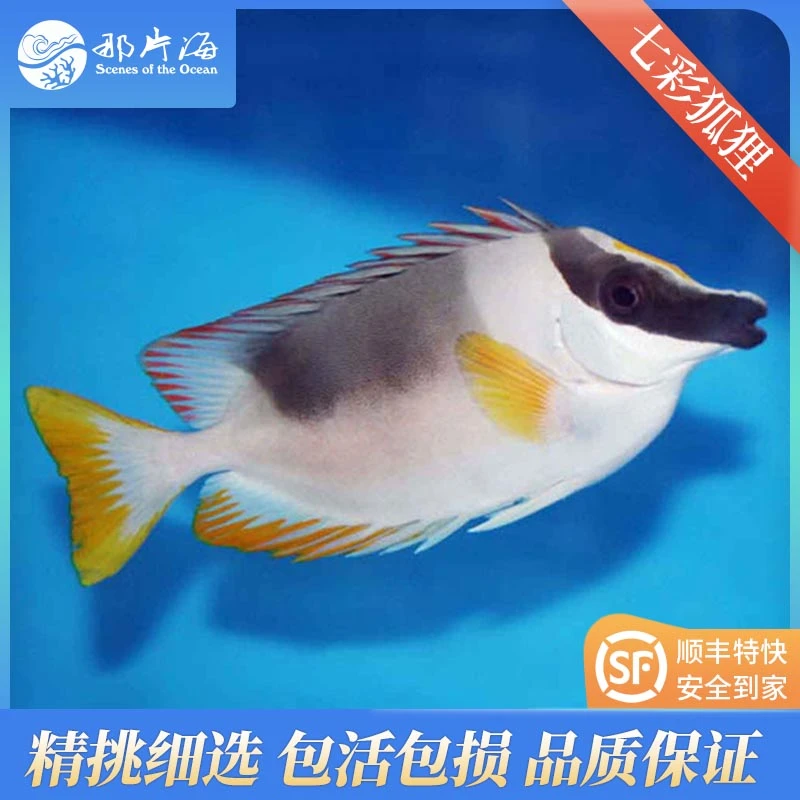 七彩狐狸 海水鱼观赏鱼（售后拍摄开箱视频）