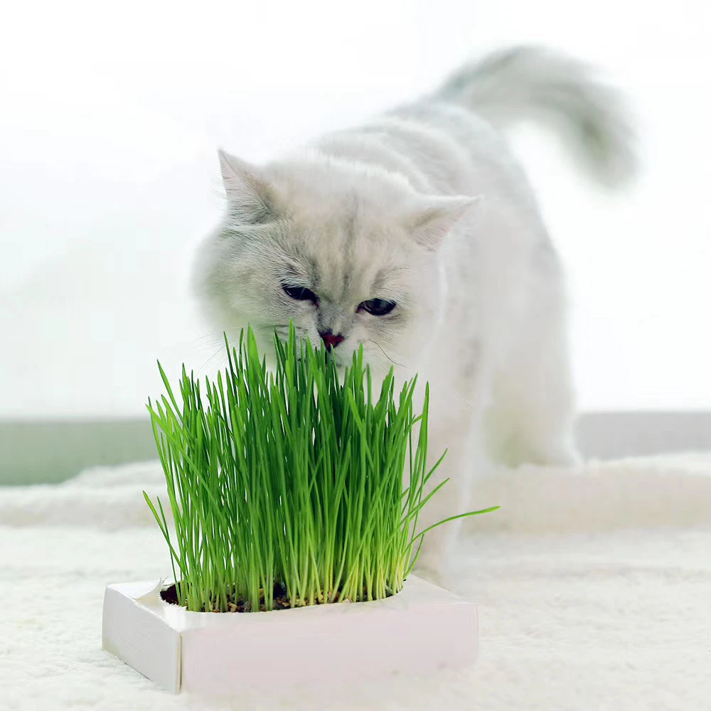 心然猫草猫薄荷种子猫零食去毛球猫咪用品猫草套装大小麦种植套装
