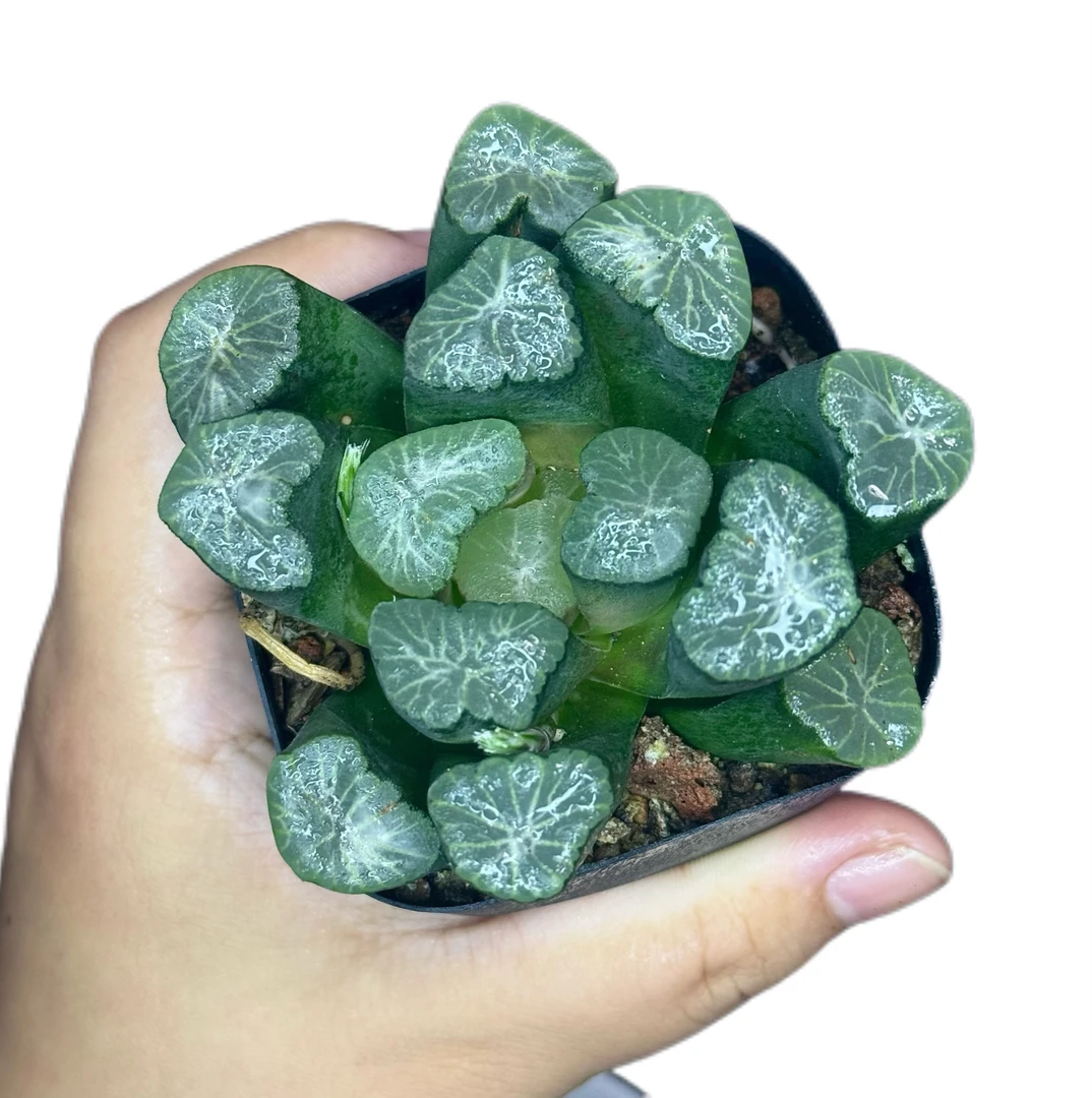 【花菱万象】带原盆原土新手好养精美多肉盆栽