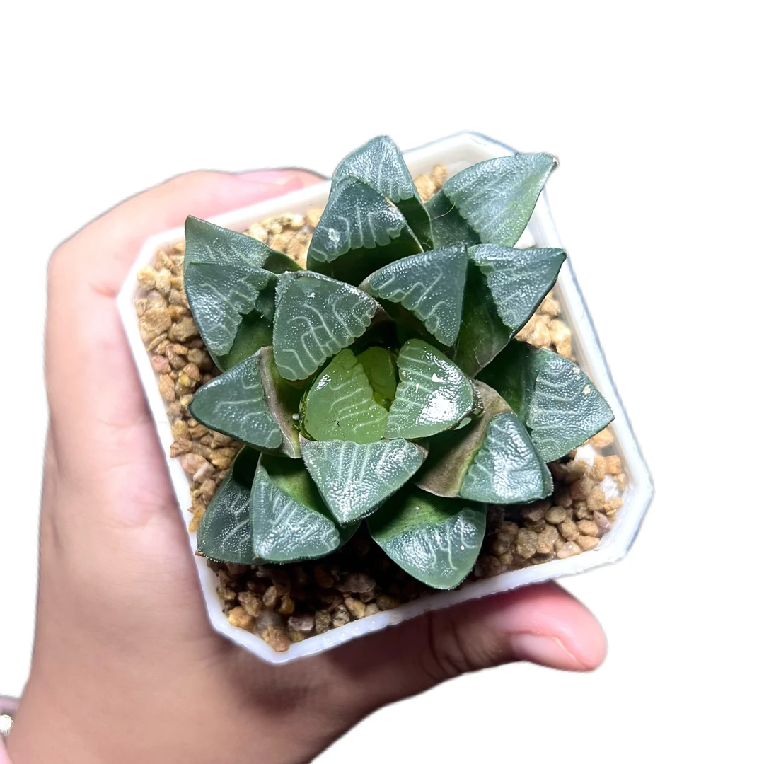 大黑天克里克特【满16包邮】新手好养多肉植物带原盆土发货