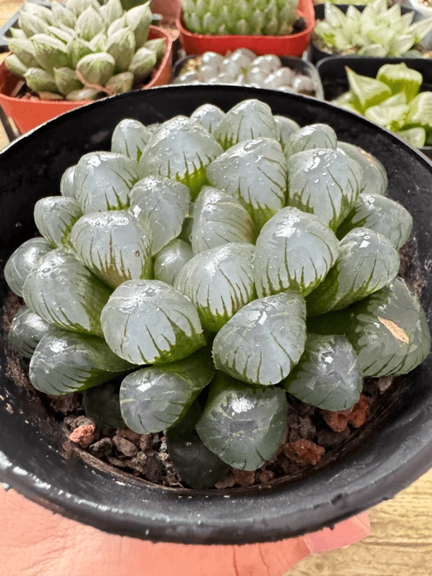 【母本大冰灯】多肉植物新手好养原盆原土带盆带土拍下发货