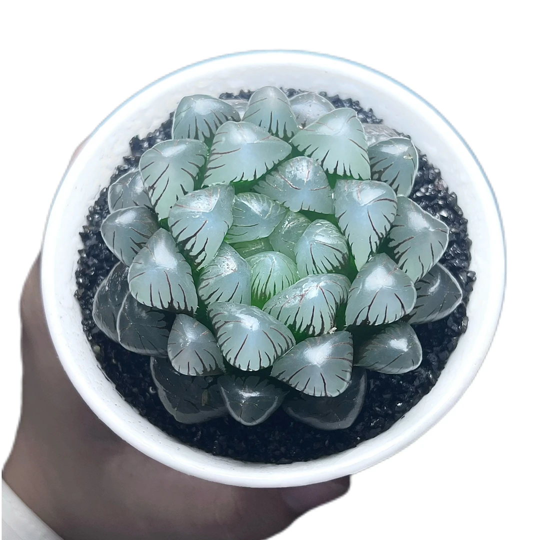 【母本蓝宝石大冰灯】新手好养多肉植物原盆土发货