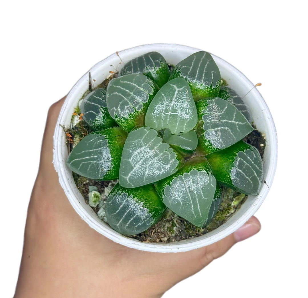 【母本月影寿】万象盆栽好种好发货 新手好养 简单易活多肉小盆栽