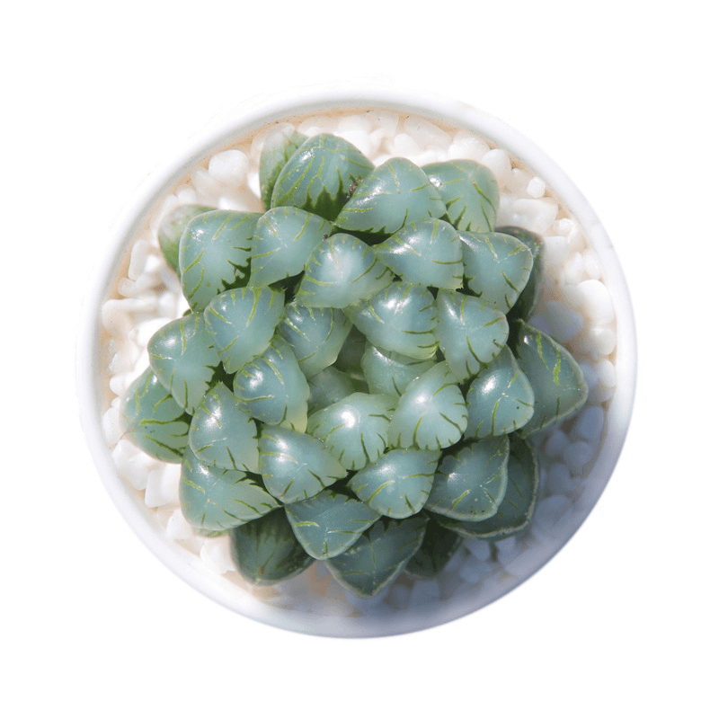 【姬玉露3盆】多肉植物新手好养带盆带土原盆原土多肉小盆栽养好