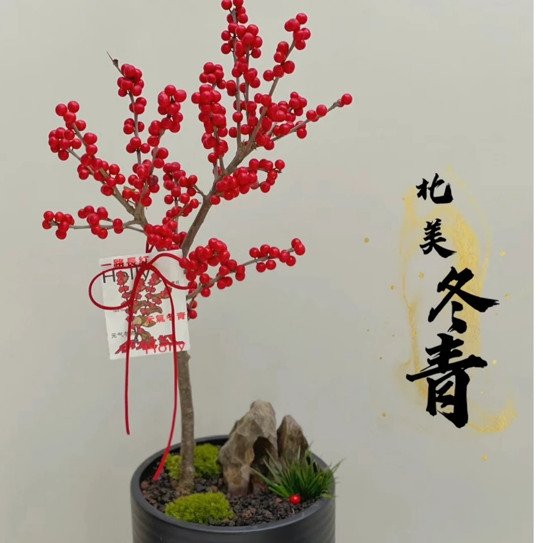 北美冬青盆栽基地直发-A