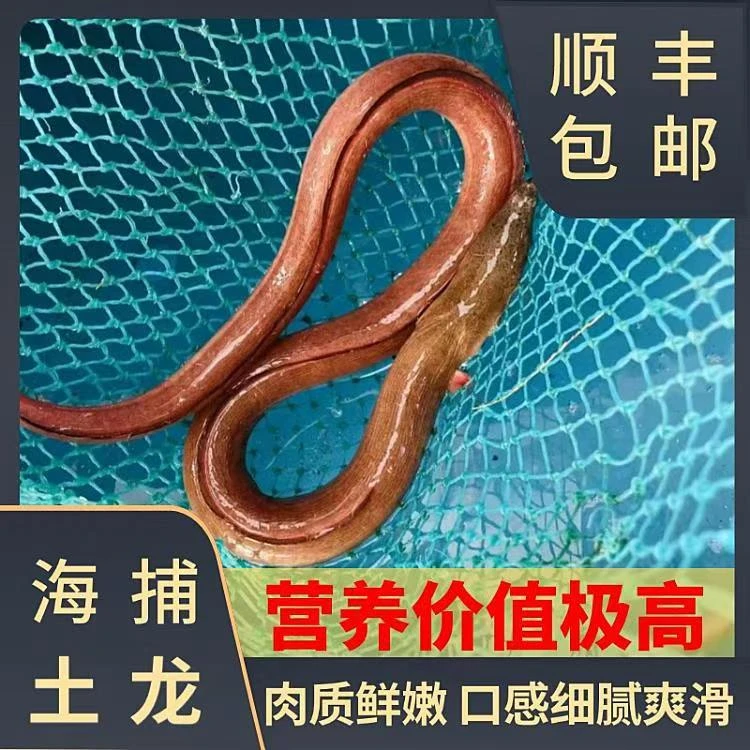 【福建土龙】东山岛野生海捕土龙2-5斤 秋冬进补 土龙炖汤 新鲜海鲜