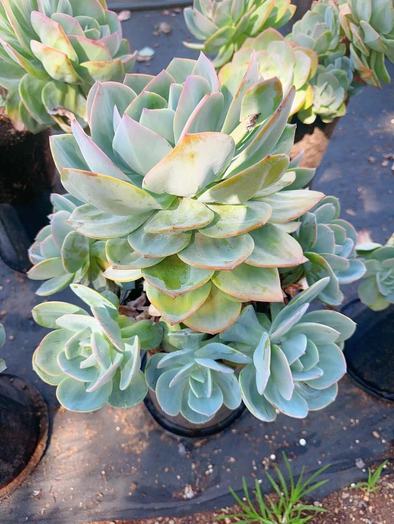 老桩超大白凤   新手必拍好看好养  多肉植物  云南昆明发贷