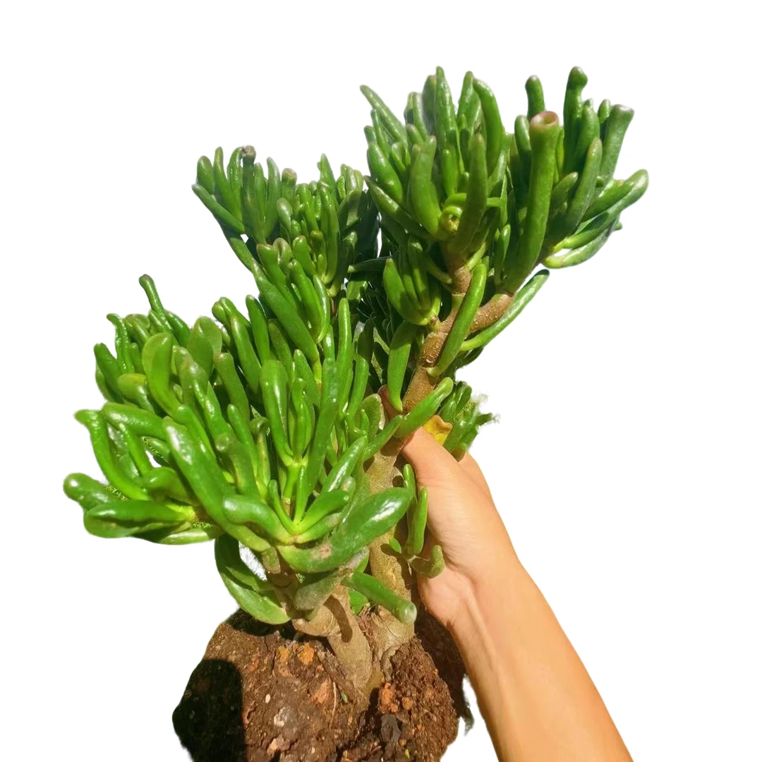 吸财树   新手必拍好看好养  多肉植物  云南昆明发贷