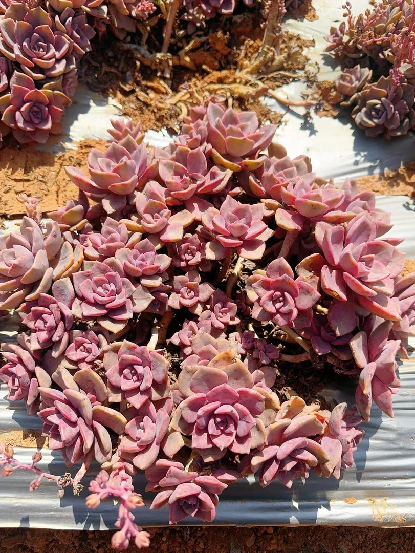 地栽彩虹糖30公分   新手必拍 好看好养 多肉植物 云南昆明发贷