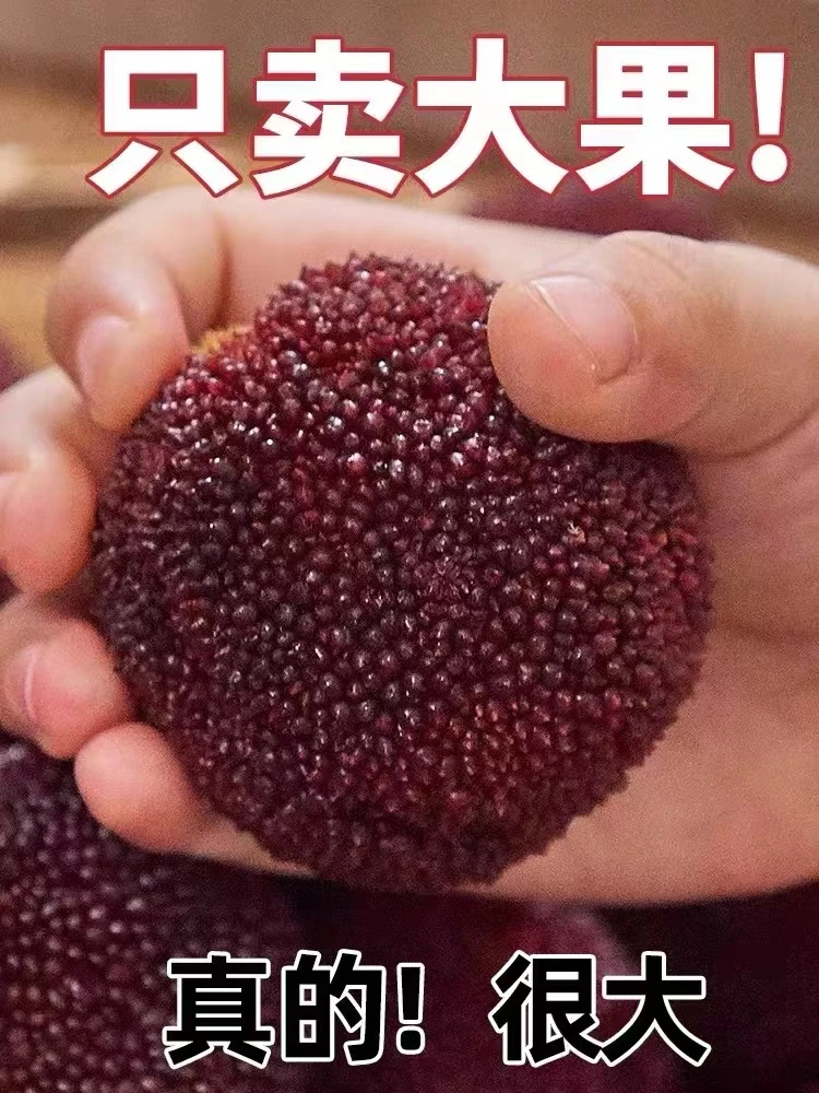 仙居东魁杨梅现摘现发30克以上高端礼盒包装（质量保证）送礼