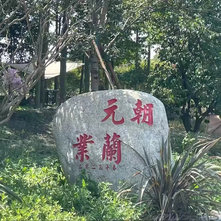随机兰花一苗，福袋不保温不寄养，按情况参与