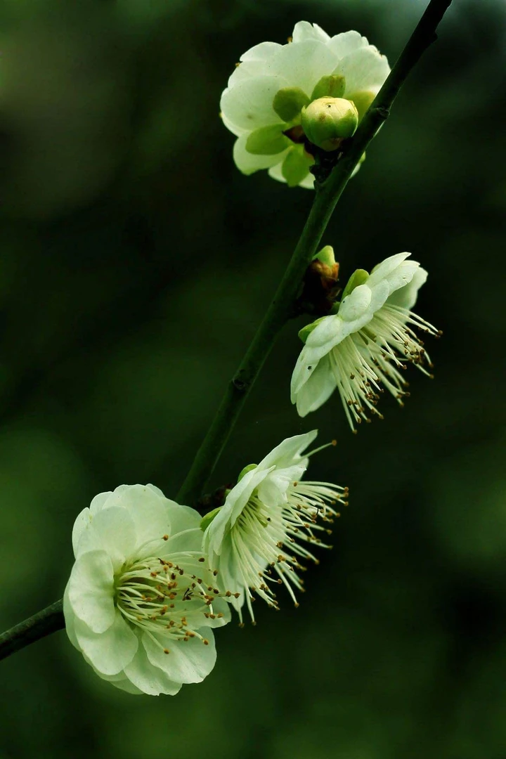 金钱绿鄂玉蝶宫粉乌梅老桩梅花耐寒庭院花卉室内外绿梅盆景