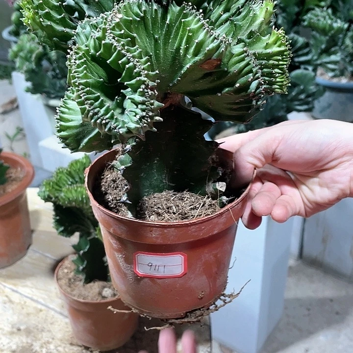 白***V大戟科多肉玉露麒麟