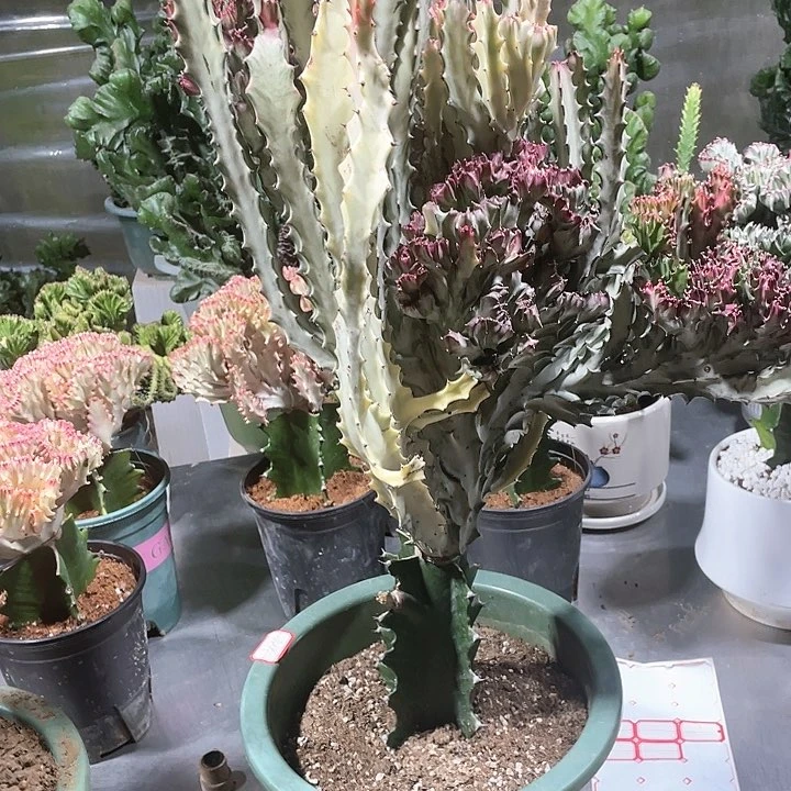 火*女大戟科多肉老桩大彩麒麟