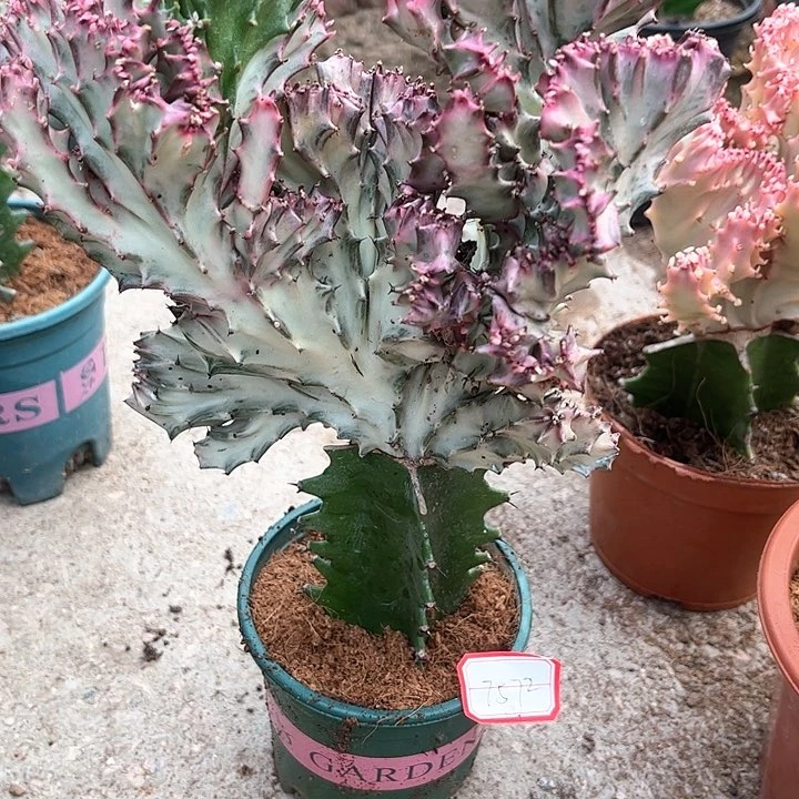 大戟科多肉植物彩麒麟15.8