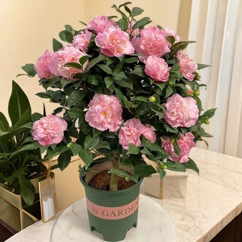 香妃茶花带花苞发 庭院露台阳台花卉秋冬春季开花植物