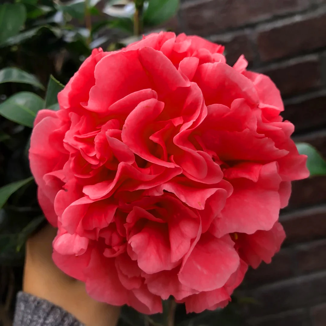 【克瑞墨大牡丹】红色浓香 请这里下单 带露色花苞