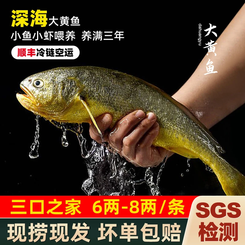 【三口之家推荐】东海深海生态无激素大黄鱼 冰鲜顺丰冷链 不鲜包赔