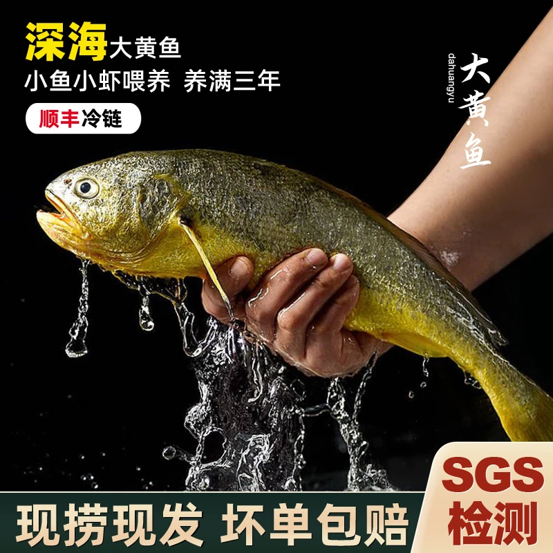 【第二件8折】东海深海生态无激素大黄鱼顺丰冷链 不鲜包赔