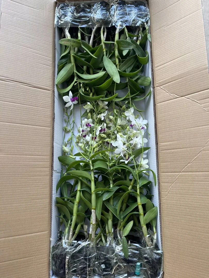 一物一拍，直播各种精品盘栽兰花兰花盆栽石斛兰绿植石斛鲜花家用