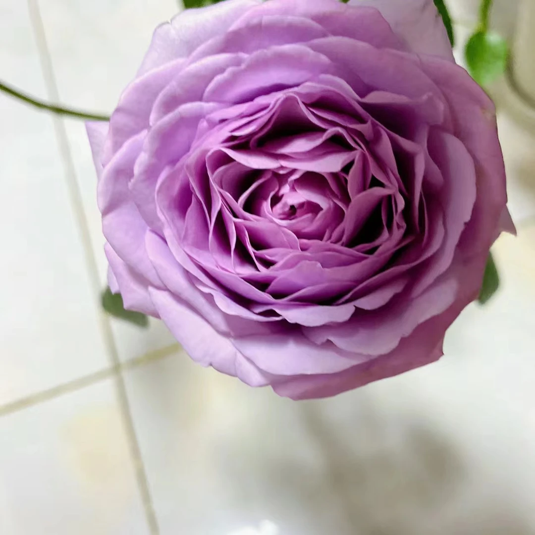【水王星】淡紫色阳台庭院好养护盆栽月季