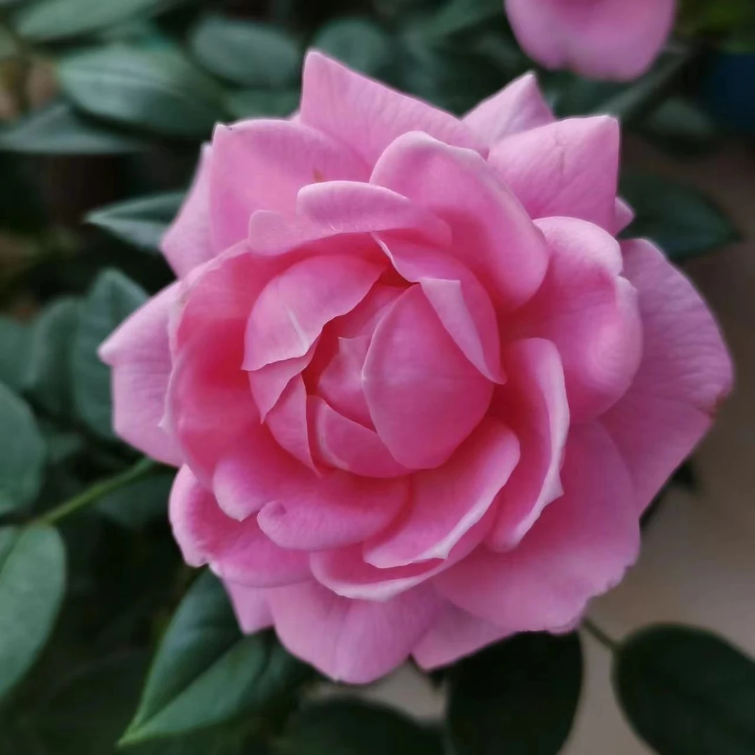 【淑女】香味浓四季开花盆栽月季