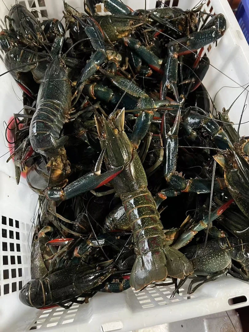 ［新店福利］鲜活澳洲龙虾2斤