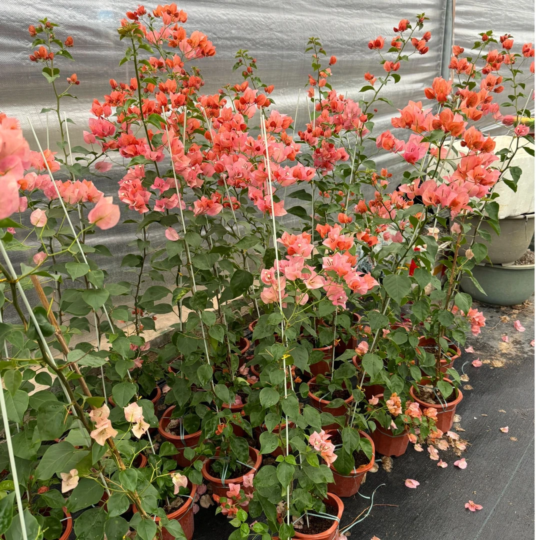 三角梅热门品种一物一拍