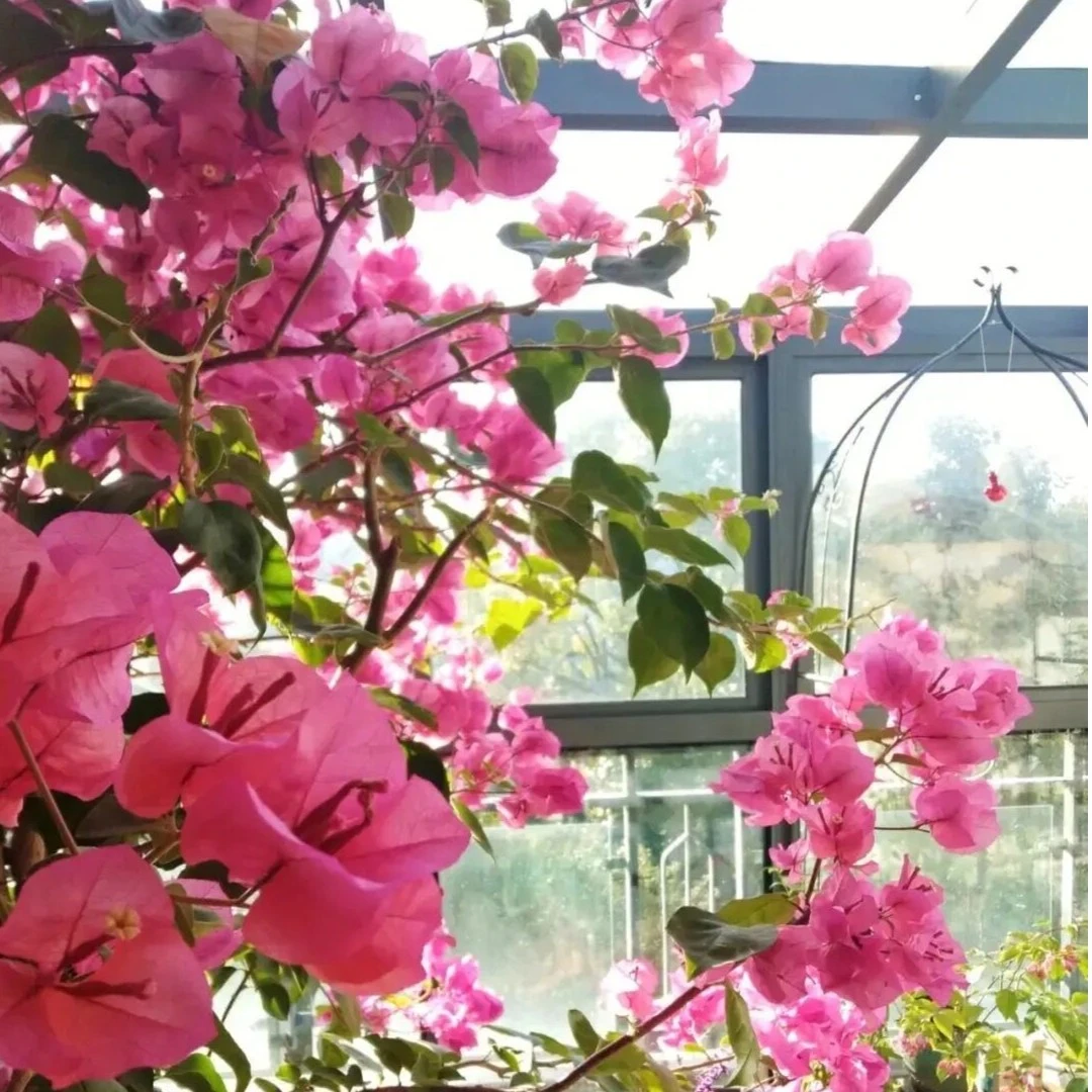 三角梅热门品种一物一拍