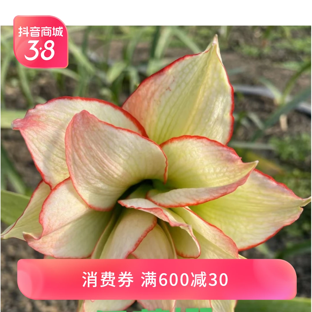 朱顶红一物一拍-包邮-阳光少女2颗