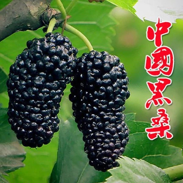 黑桑葚树苗盆栽食用长果桑葚苗南北方种地栽果树苗桑树苗当年结果