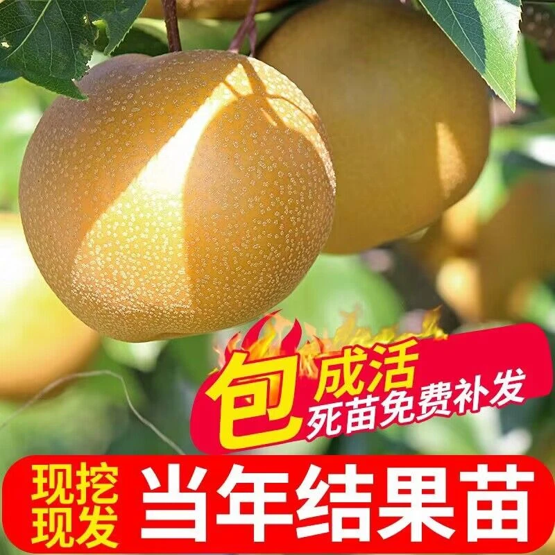 梨树树苗嫁接特大砀山梨树苗盆栽南方北方种庭院地栽秋月梨树果苗