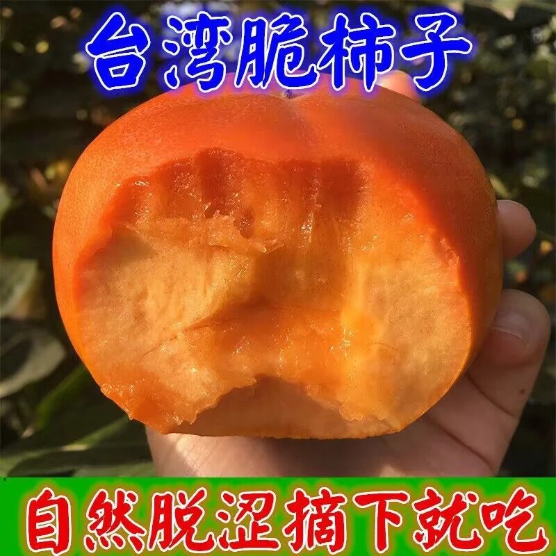 脆甜柿子树苗嫁接盆栽果苗南北方种地栽庭院耐寒柿子苗树当年结果