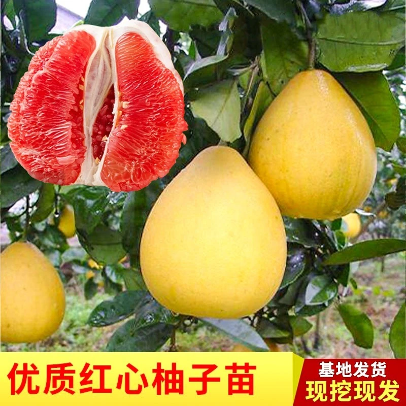 柚子树苗嫁接红心柚子树苗南北方种植果树苗地栽沙田蜜柚树苗