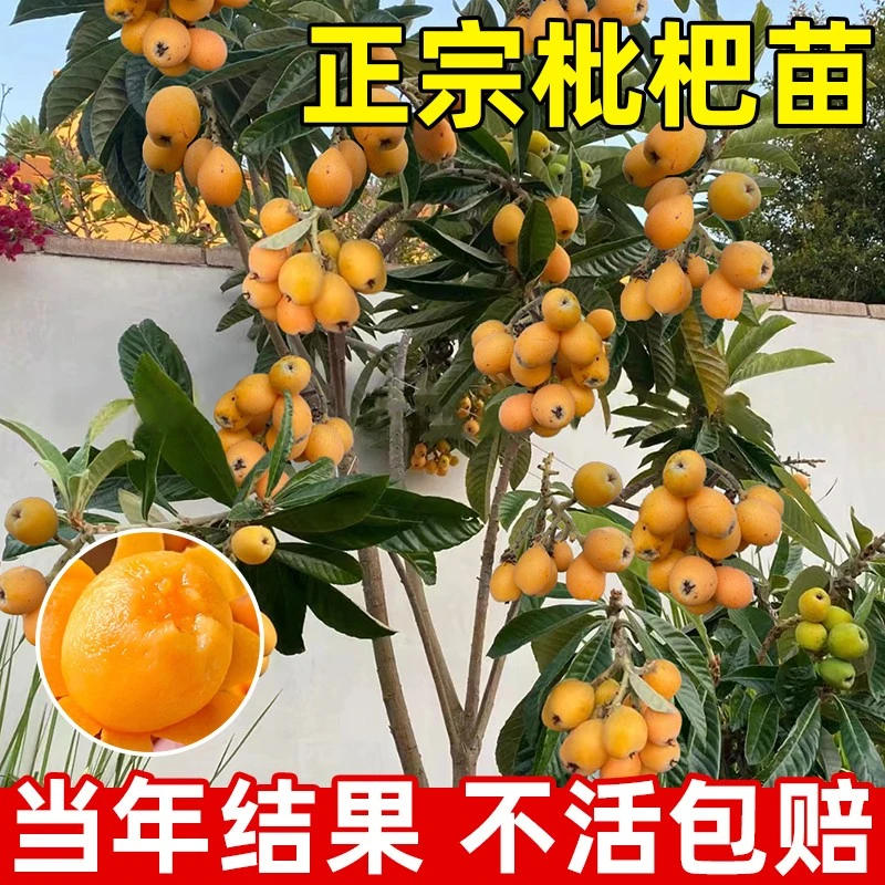 枇杷苗树嫁接大五星枇杷树果苗盆栽南北方种庭院地栽白玉枇杷树苗