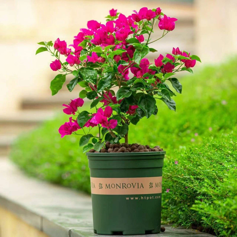 三角梅盆栽带花苞多色四季开老桩新品种大颗重瓣花卉绿植爬藤植物