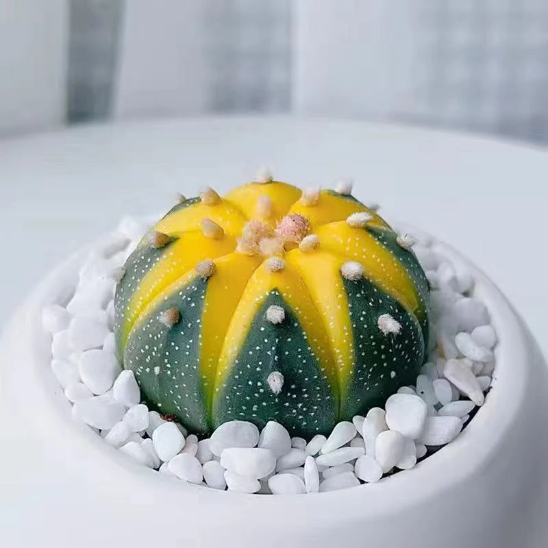 【金钱进兜】黄金兜星兜锦仙人球多肉植物办公室微型绿植花卉盆栽