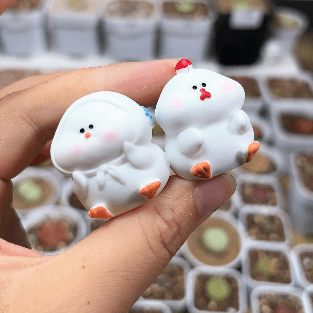 多肉植物实付满9.9包邮140