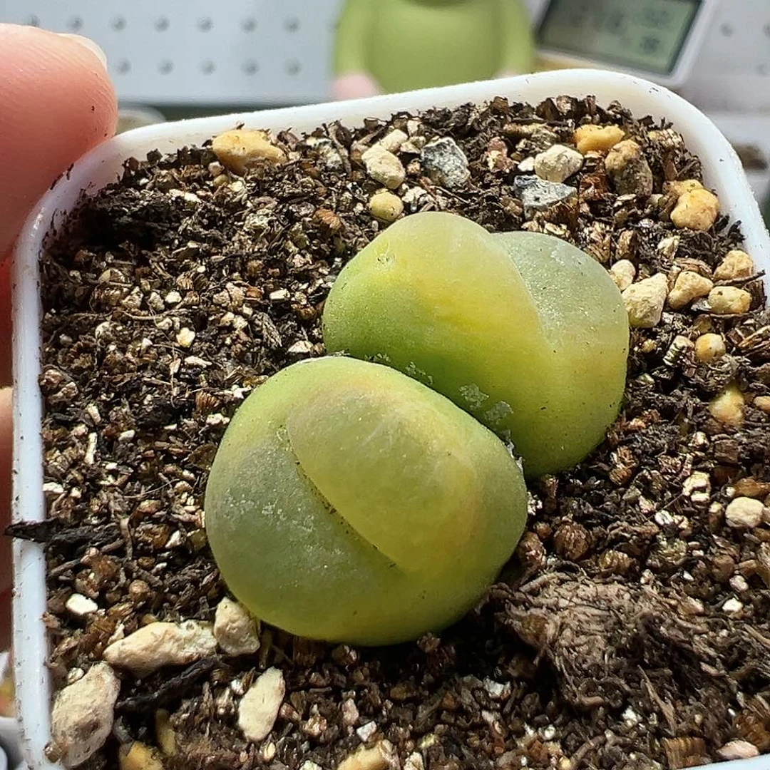 多肉植物实付满9.9包邮59