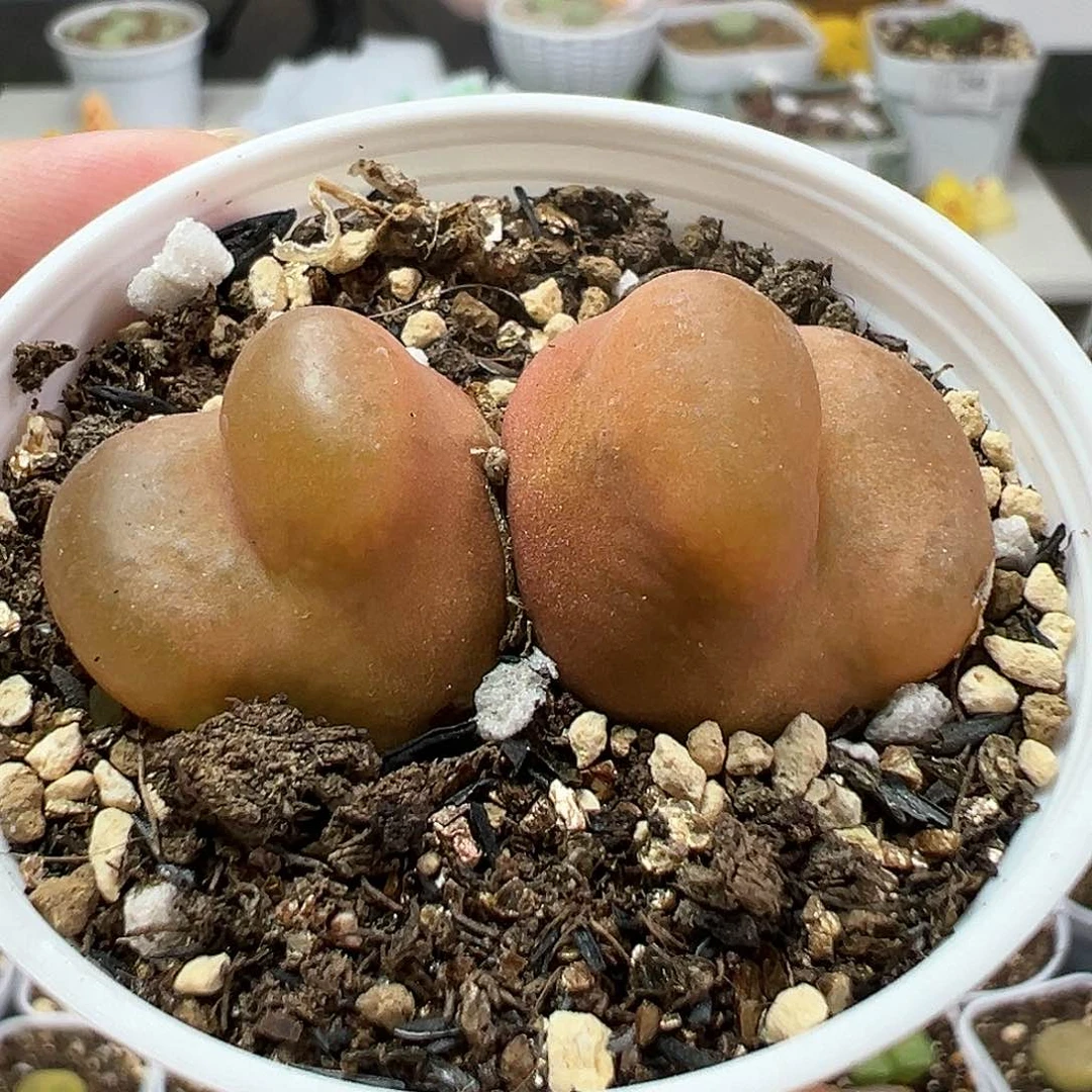 多肉植物实付满9.9包邮84